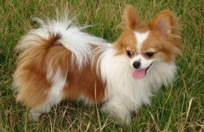 蝴蝶犬和什么呢狗配好看？这好多种是确实不错的选择(图3)