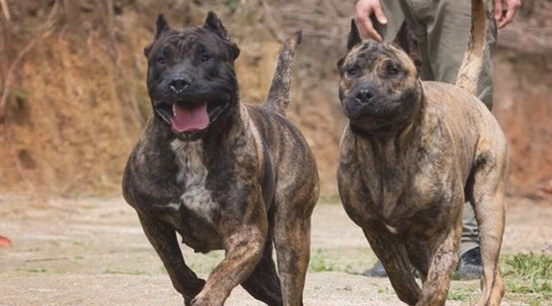 满意度最少的5种狗 特别是在是最终二只 连主人都咬(图2)