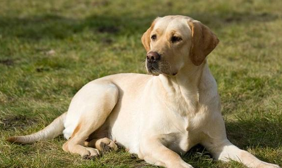 阿拉斯加和拉布拉多哪个好？从各个方面来反复核查再看看(图1)