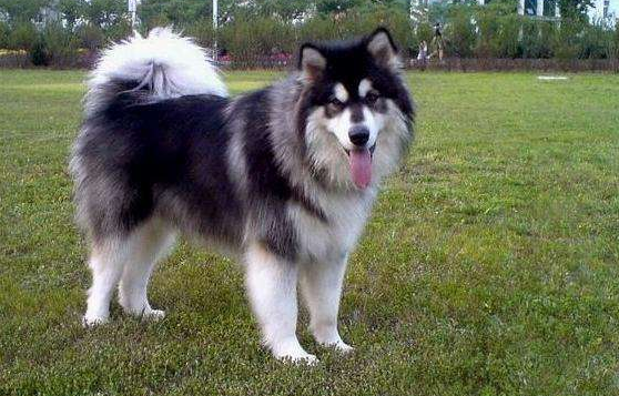 阿拉斯加和拉布拉多哪个好？从各个方面来反复核查再看看(图2)