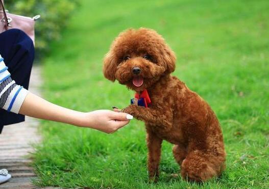 狗狗的身上非常脏的6个地区 定时清理不没到位 相当很容易被传染(图1)