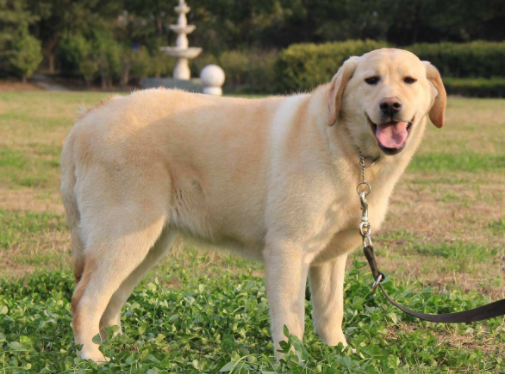 拉布拉多犬性格怎么才能 才是伴侣犬它们是有名(图1)