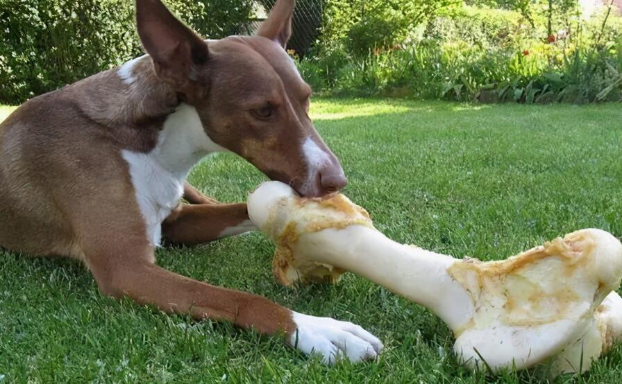 狗狗嘴馋太肥了该该怎么办 如何给狗狗减肥瘦身(图2)