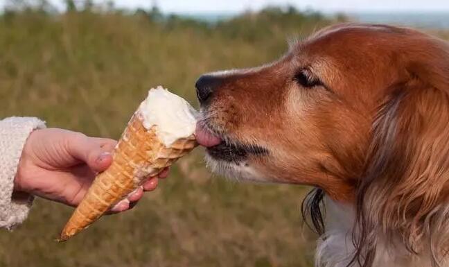 狗狗嘴馋太肥了该该怎么办 如何给狗狗减肥瘦身(图1)