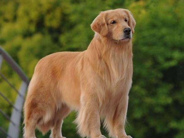 拉布拉多吃了就吐怎么回事啊 看看吧是不是那些个原因(图1)