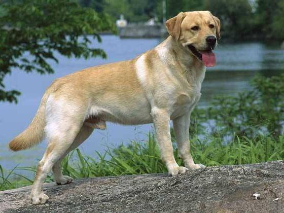 拉布拉多吃了就吐怎么回事啊 看看吧是不是那些个原因(图3)