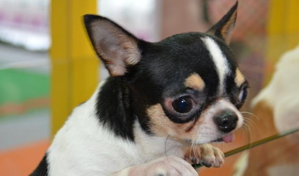 这4种爆脾气的小型公司犬 感觉起来很可爱的 急了连主人也咬！(图1)