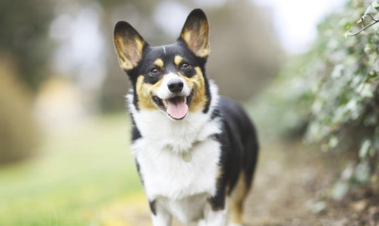 这4种爆脾气的小型公司犬 感觉起来很可爱的 急了连主人也咬！(图2)