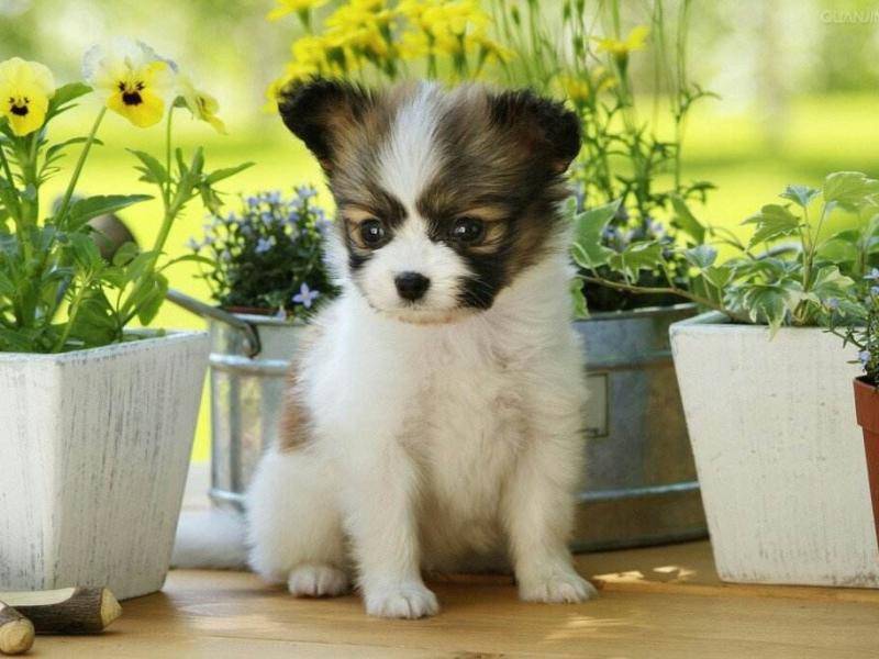 蝴蝶犬适合我小孩养吗？写完那些个也就明白了(图1)