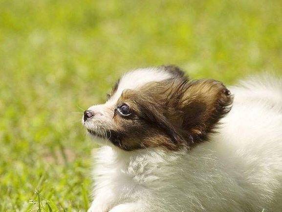 蝴蝶犬适合我小孩养吗？写完那些个也就明白了(图2)