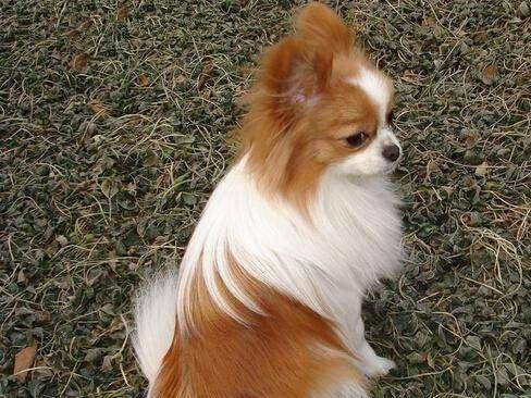 蝴蝶犬适合我小孩养吗？写完那些个也就明白了(图3)