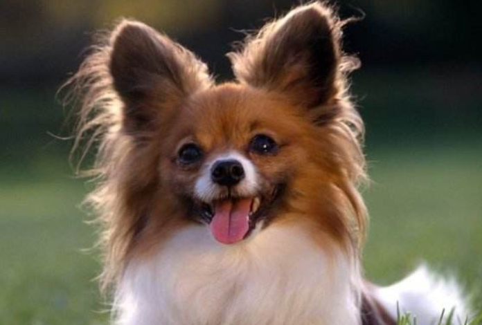 泰迪和蝴蝶犬哪个好些?这样的对比才知道(图1)