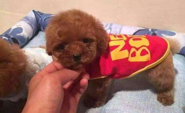 泰迪和蝴蝶犬哪个好些?这样的对比才知道(图2)