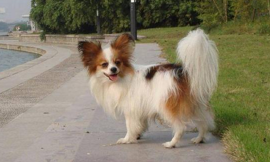 泰迪和蝴蝶犬哪个好些?这样的对比才知道(图3)