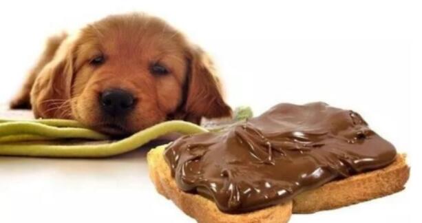 是什么好原因会照成狗狗反胃？狗狗反胃都能够吃小宠物肠胃宝好好调养吗？(图1)