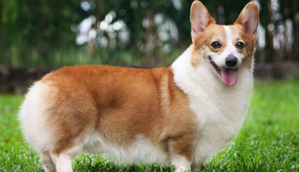 柯基犬和拉布拉多犬的区别 不仅仅外表区别大性格都是(图1)