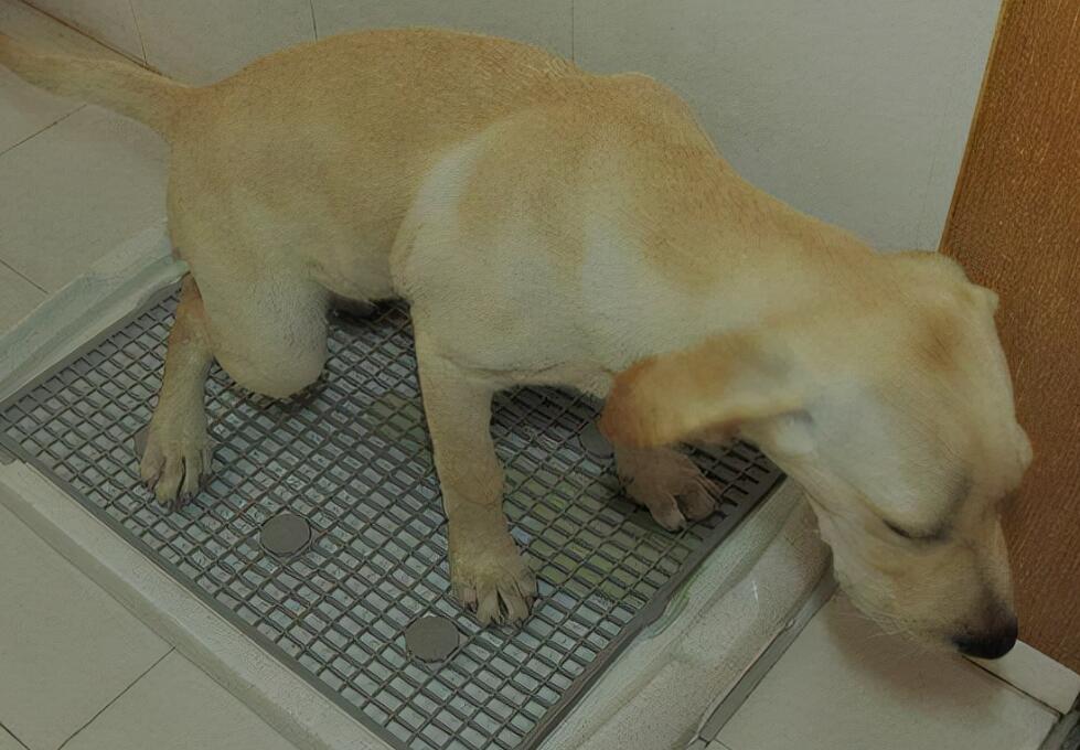 狗狗“爱”在家中拉粑粑 有7个缘故 宠主没有必要急着批评它(图2)