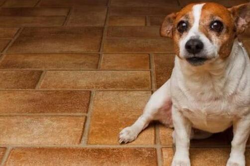 狗狗“爱”在家中拉粑粑 有7个缘故 宠主没有必要急着批评它(图1)