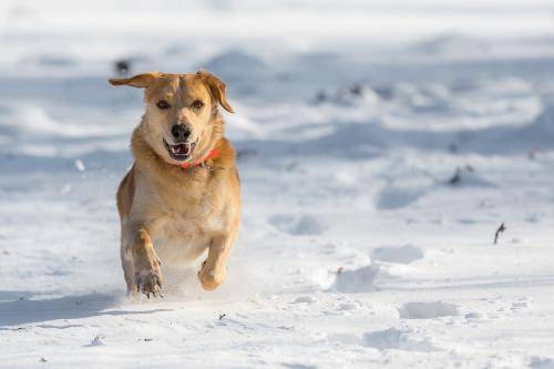 雄性拉布拉多喂饲方法 最重要的是一定要把握那些方面(图1)