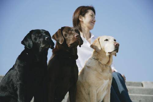 雄性拉布拉多喂饲方法 最重要的是一定要把握那些方面(图2)