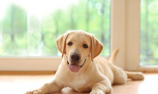 雄性拉布拉多喂饲方法 最重要的是一定要把握那些方面(图3)