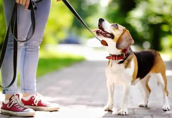 7条“害狗不浅”的养狗习惯 以及猫奴的你 中了几个呢？(图1)