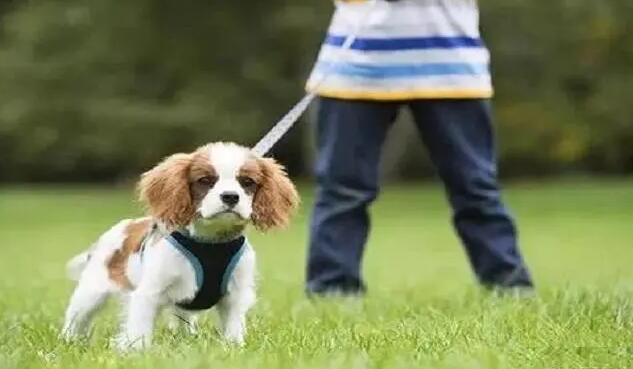 7条“害狗不浅”的养狗习惯 以及猫奴的你 中了几个呢？(图2)