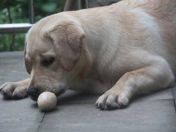 拉布拉多不吃饭该怎么办啊?大部分是这几个原因倒致的(图3)