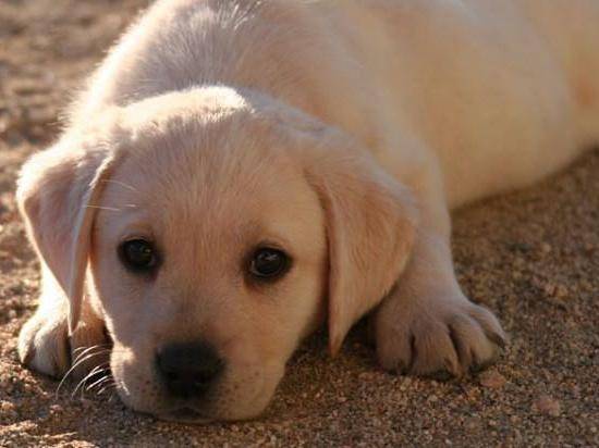 金毛好养肯定拉布拉多好养 看完你很可能都想养(图1)