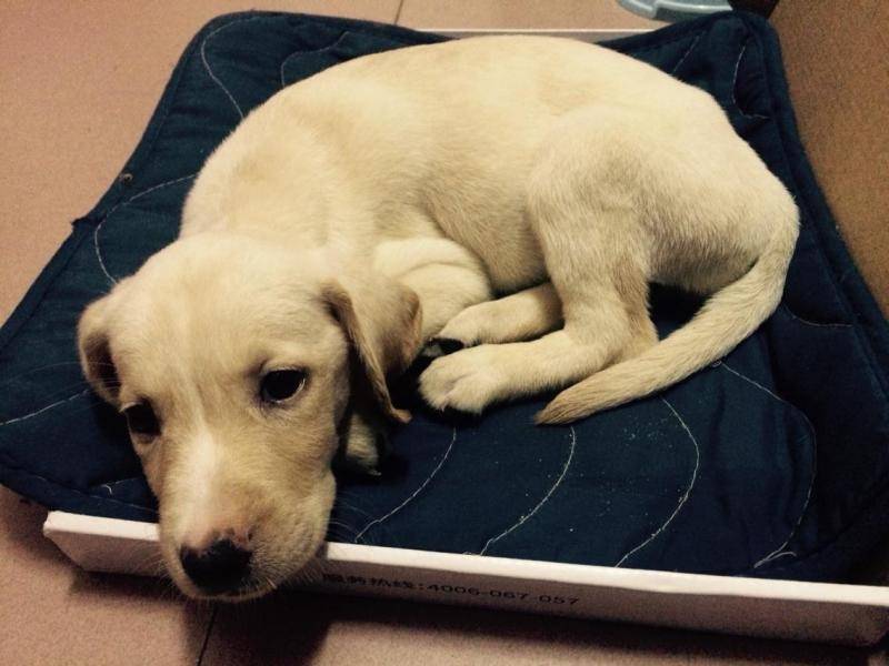 金毛好养肯定拉布拉多好养 看完你很可能都想养(图2)