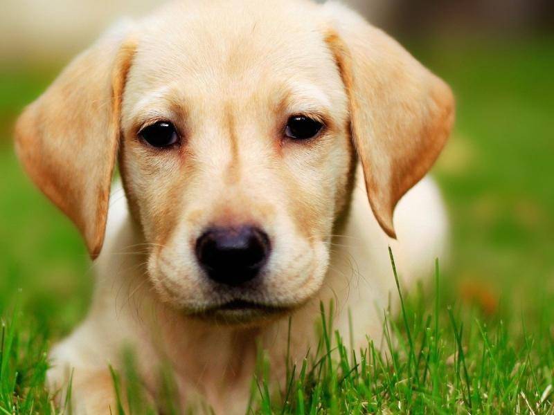 金毛好养肯定拉布拉多好养 看完你很可能都想养(图3)