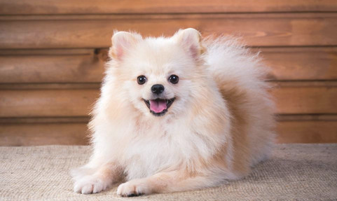 哪些能洗狗泪水 小狗流眼泪眼睛发蓝(图1)