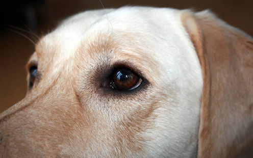 哪些能洗狗泪水 小狗流眼泪眼睛发蓝(图2)