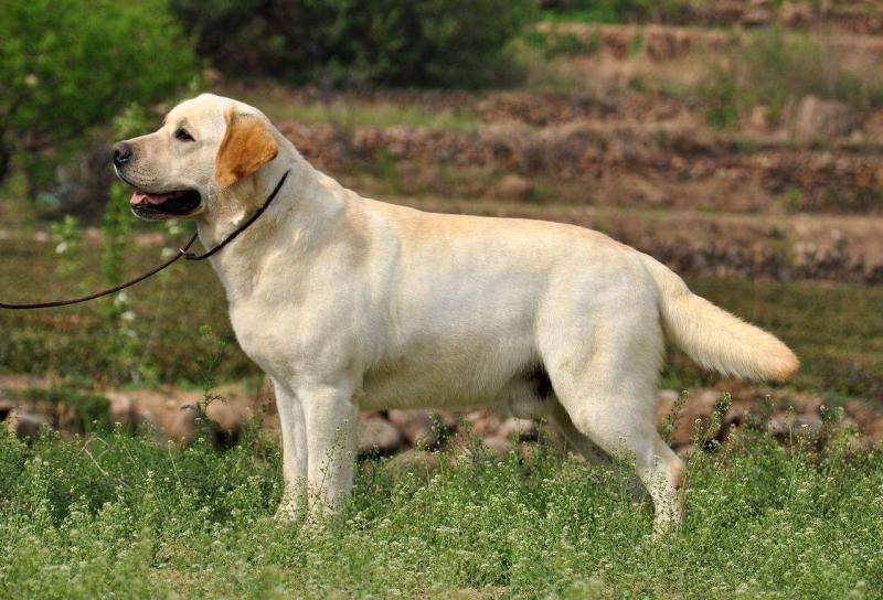 拉布拉多掉毛厉害不怎么办？这些办法都可以试下(图3)