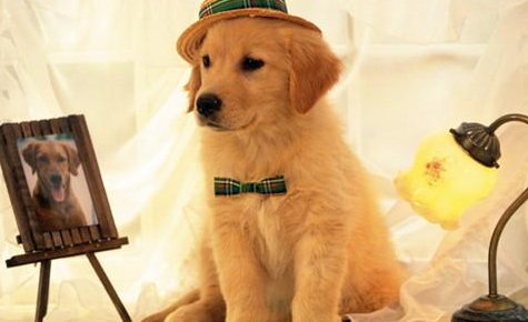 养宠物家中会有味道吗 养宠物后家中味道挺大(图1)