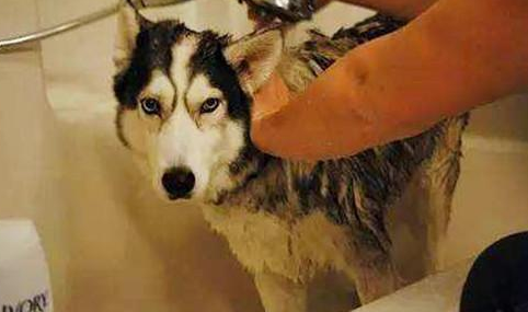 养宠物家中会有味道吗 养宠物后家中味道挺大(图2)