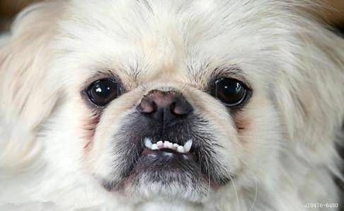 京巴狗的寿命有多长？狗狗的平均寿命10年(图3)