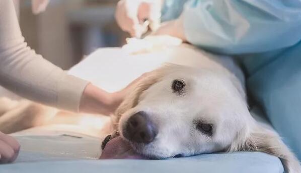 母犬在兽医站绝育 确实安全性且怎么拿?又会接触什么东西风险呢?(图1)