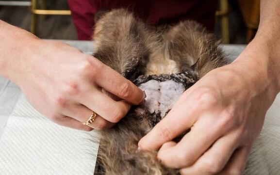 母犬在兽医站绝育 确实安全性且怎么拿?又会接触什么东西风险呢?(图2)