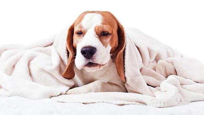 2月狗狗咳漱吃什么呢药 宠物犬干咳吃什么好药(图2)