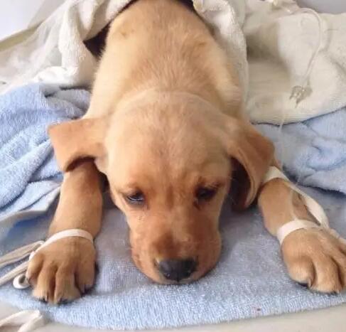 2月狗狗咳漱吃什么呢药 宠物犬干咳吃什么好药(图1)