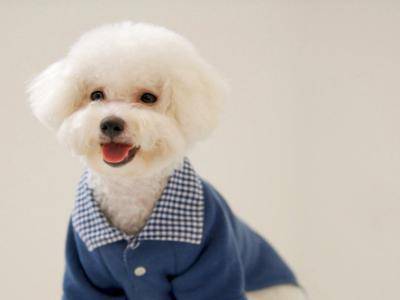 小比熊怎摸养 精心呵护是王道(图1)