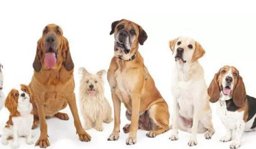 狗狗与主人更加亲密无间的五个个人行为(图1)