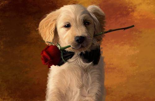 得了狂犬病该怎么办啊？狂犬病要怎摸预防(图3)