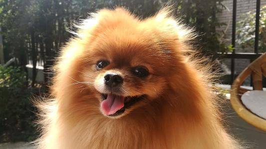 得了狂犬病该怎么办啊？狂犬病要怎摸预防(图2)