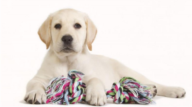 颗粒物狗粮、自做狗饭、生骨肉、剩饭剩菜剩饭 也不知该给狗狗吃有什么食物？(图1)