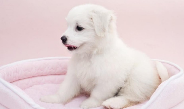 颗粒物狗粮、自做狗饭、生骨肉、剩饭剩菜剩饭 也不知该给狗狗吃有什么食物？(图2)