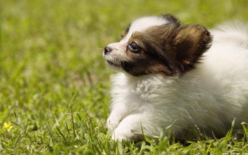 小狗掉毛是怎么回事 想搞清原因看这边(图1)