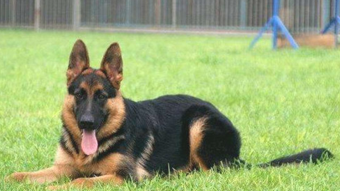 狗狗关节风湿病好的快吗 狗狗有关节风湿病多久会更好？(图2)