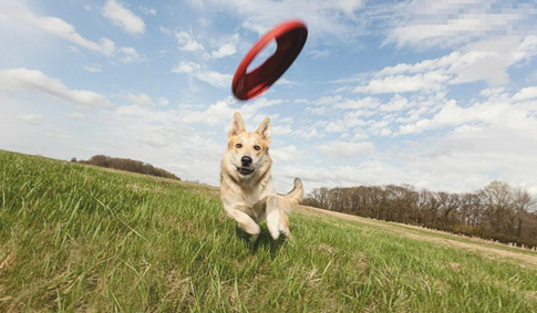 狗狗关节风湿病好的快吗 狗狗有关节风湿病多久会更好？(图1)